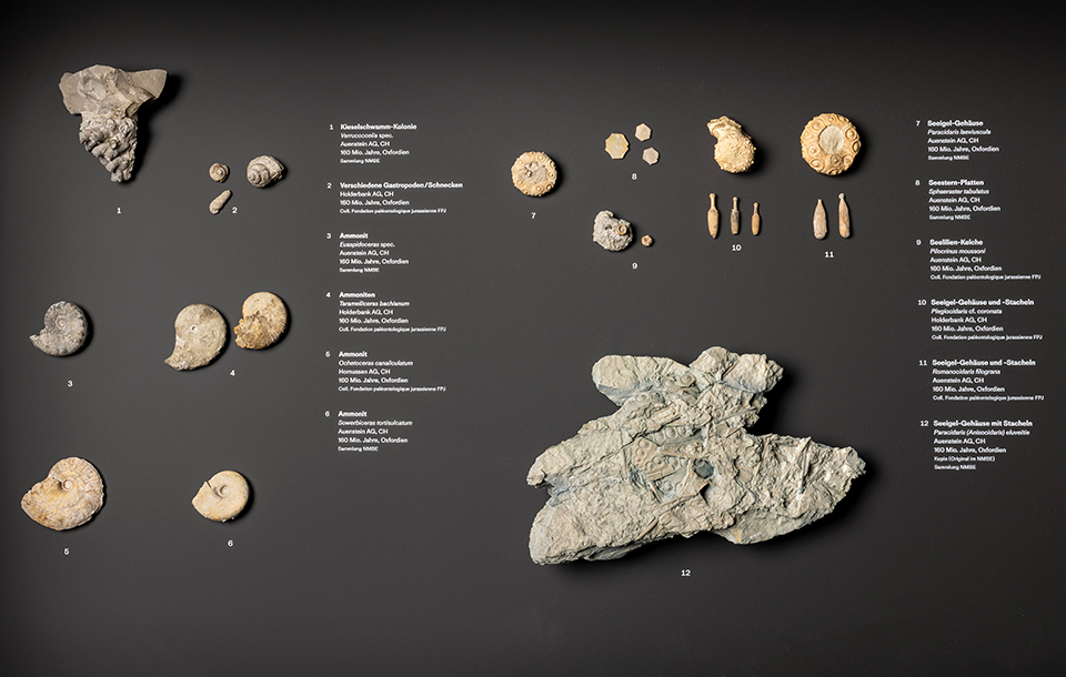 Versteinerter Seeigel 3D-gedruckt in einem Schaukasten mit weiteren Exponaten